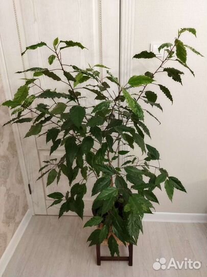 Гибискус в стильном горшке