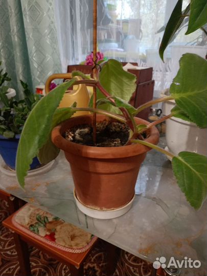 Комнатные цветы