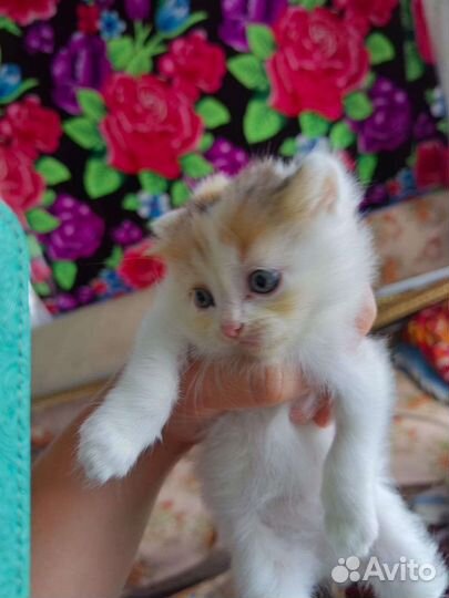 Котята в добрые руки бесплатно