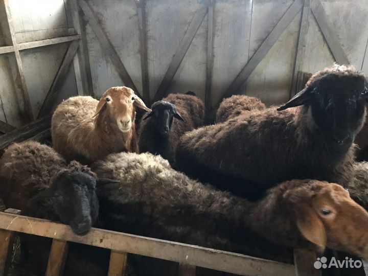 Бараны курдючные гиссарской и эдильбаевской породы
