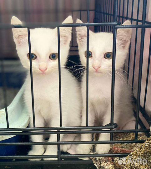 Белые котята в добрые руки