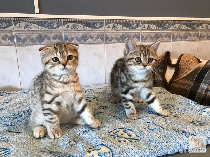 Шотландские котята девочки мраморная и пятнистая