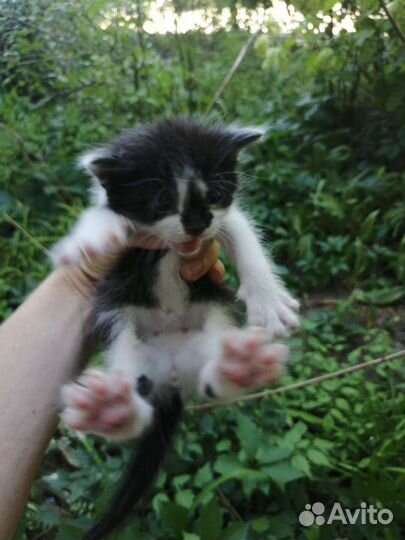 Котята в добрые руки бесплатно