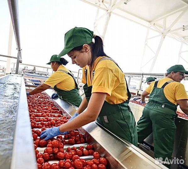 Фасовщица овощей вахта в г. Тула