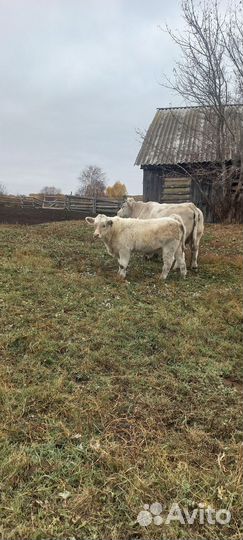 Быки на племя шароле