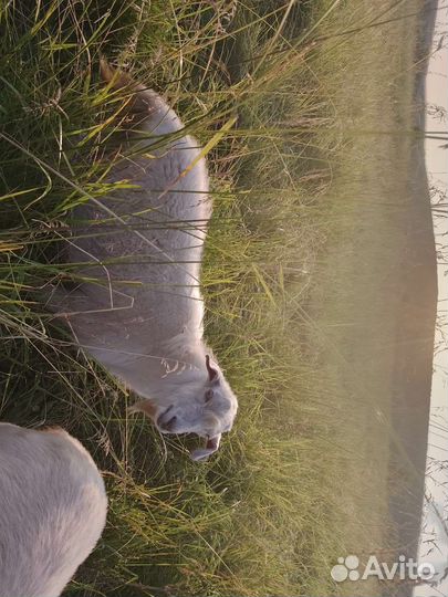 Продам козлят