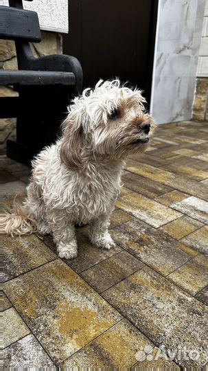 Тротуарная плитка Пропресс