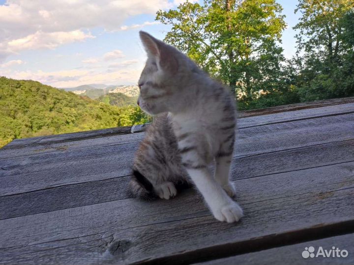 Котëнок в добрые руки