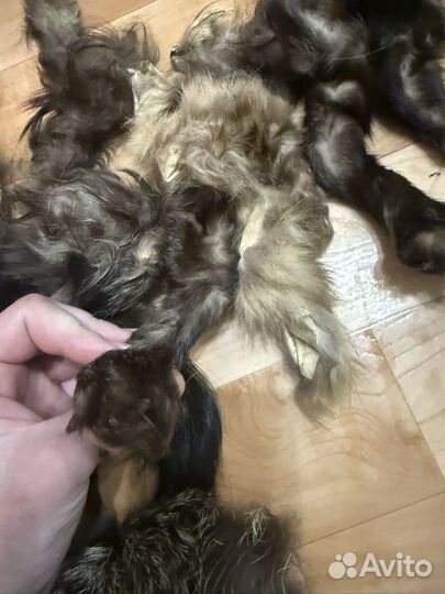 Шкурки соболя лапки,хвостики