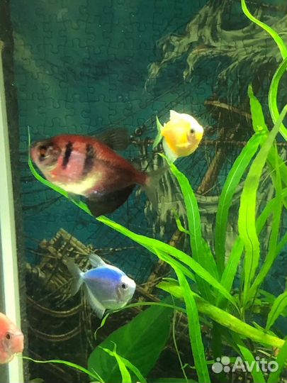 Аквариумные Рыбки Тернеция Гло Данио Гуппи Синии