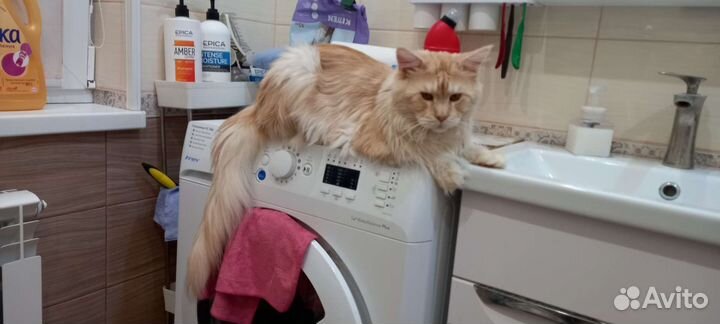 Кот Мейн-Кун