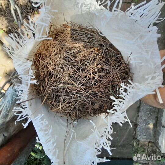 Шишки,иголки сосновые