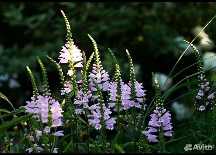 Многолетние цветы