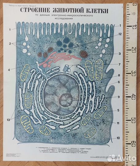 Плакаты (таблицы) учебные (биология) ч.2