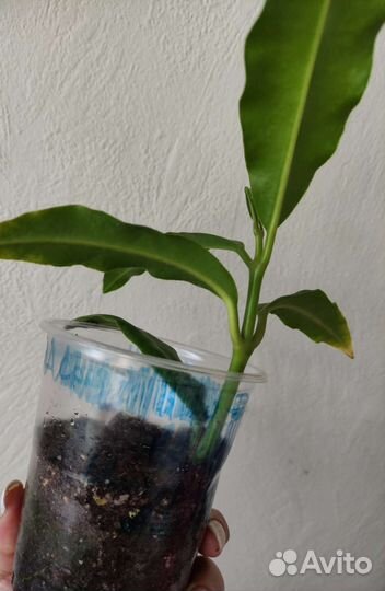 Хойя Империалис альба