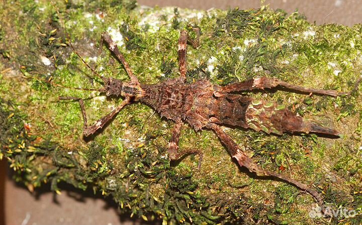 Редкие палочники (8 видов)