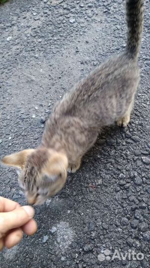 Серенький полосатик