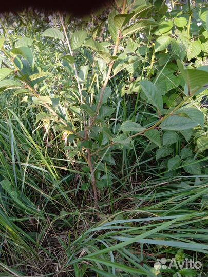 Черешня местная саженцы