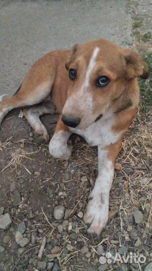 Отдам бесплатно