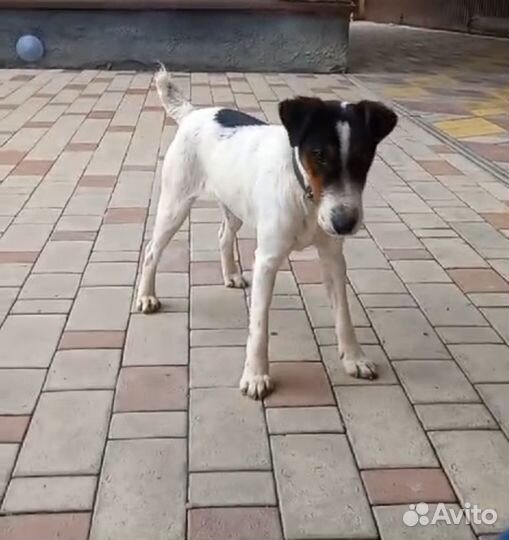 Английский фокстерьер