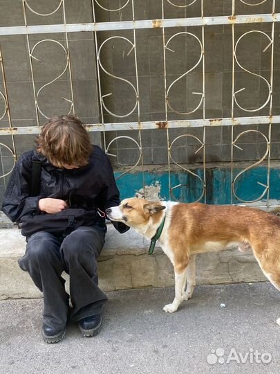 Найдена собака