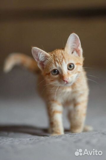Ищу дом для рыжего котенка