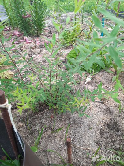 Спирея японская (невеста)