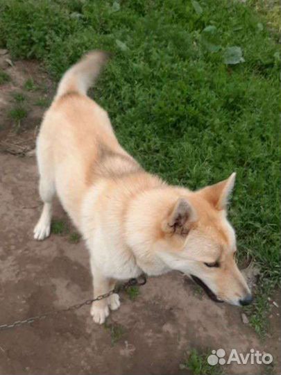 Хаски лайка