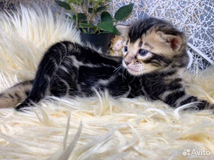 Бенгальские котята серебро и золото