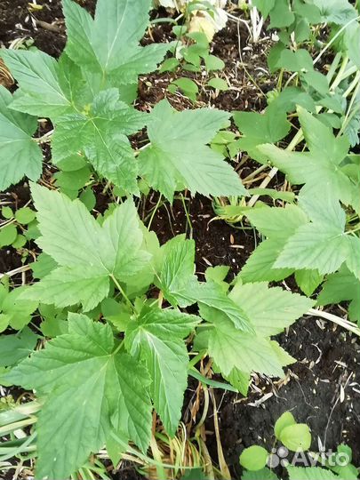 Смородина красная и чёрная, крыжовник