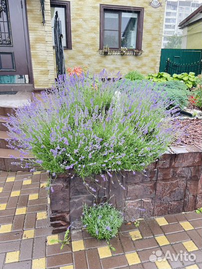 Лаванда. Куст