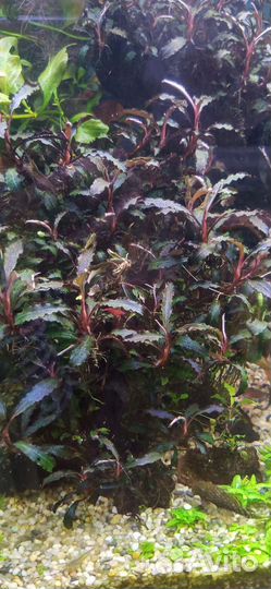 Буцефаландры