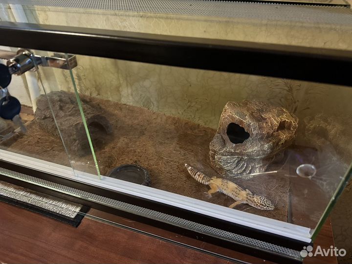 Самка эублефара с террариумом