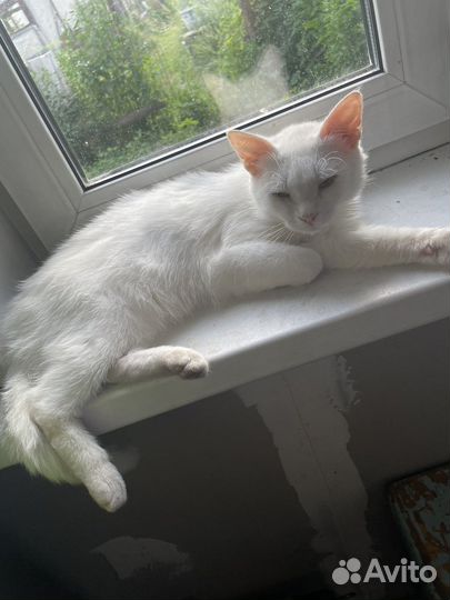 Кошка