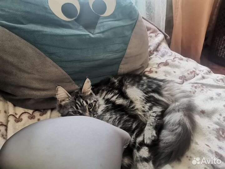 Вязка кошки мейн-кун