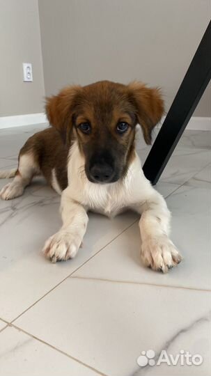 Щенок мальчик