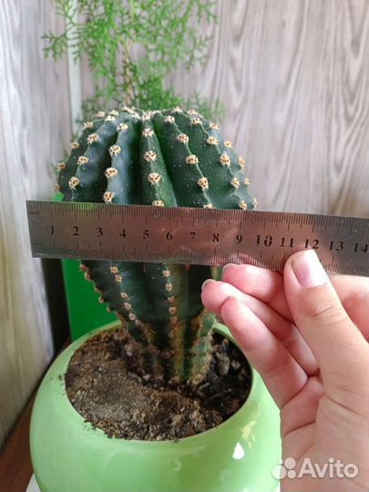 Большой кактус