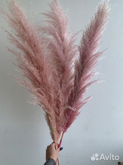 Кортадерия