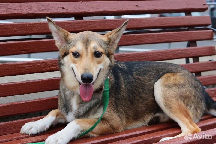 Щенок - мальчик, 10 месяцев