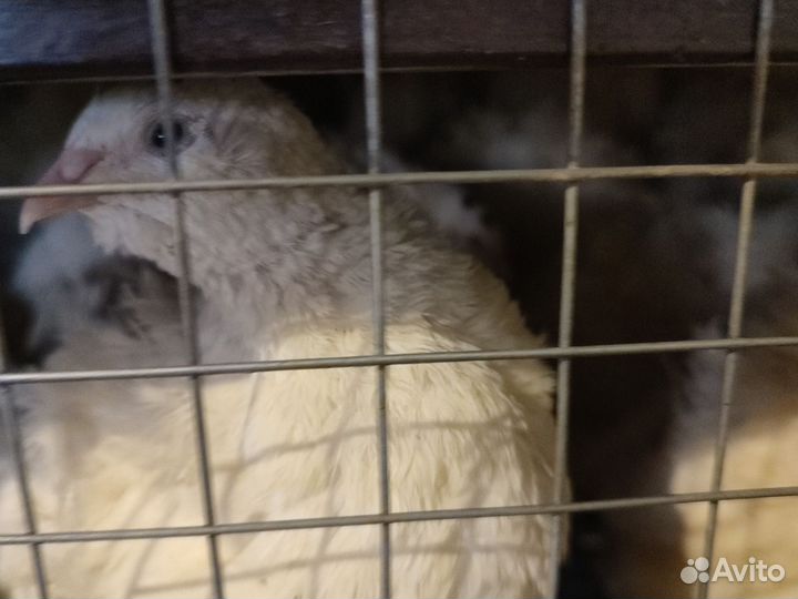 Перепелки несушки