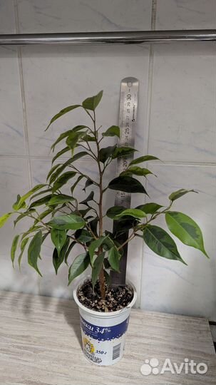 Фикус бенджамина пестролистный