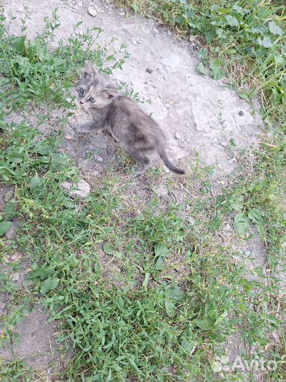 Котята в добрые ручки