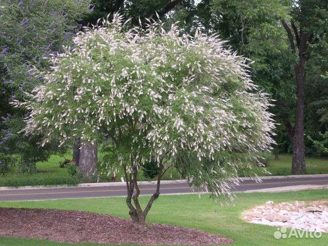 Витекс священный саженцы почта /сдек