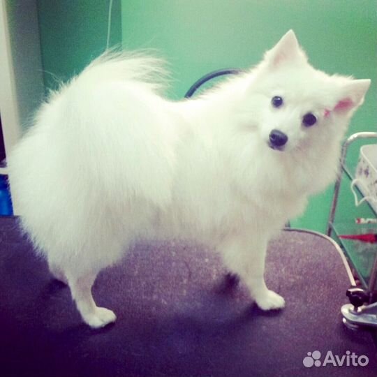 Салон для собак 