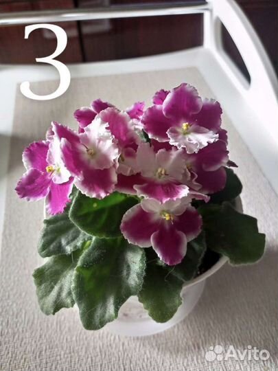 Фиалки - укоренённые листики