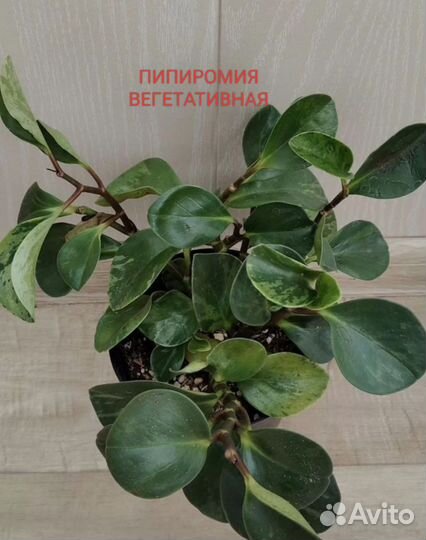 Комнатные растения