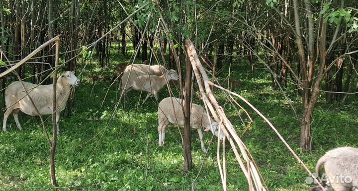 Катумская овца