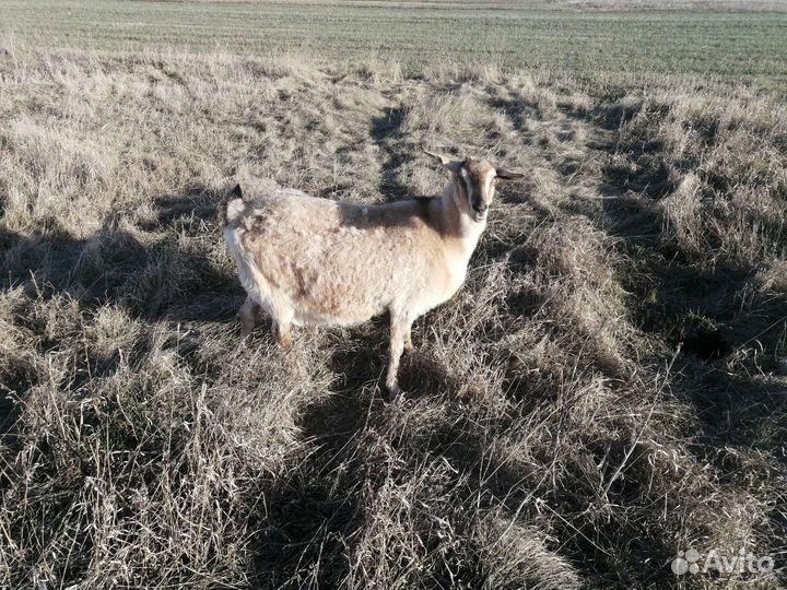 Англонубийские дойная коза