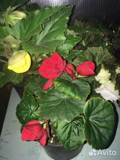 Рассада однолетников и многолетников