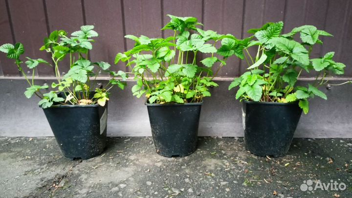 Теневыносливые красивые растения: горянка,астильба